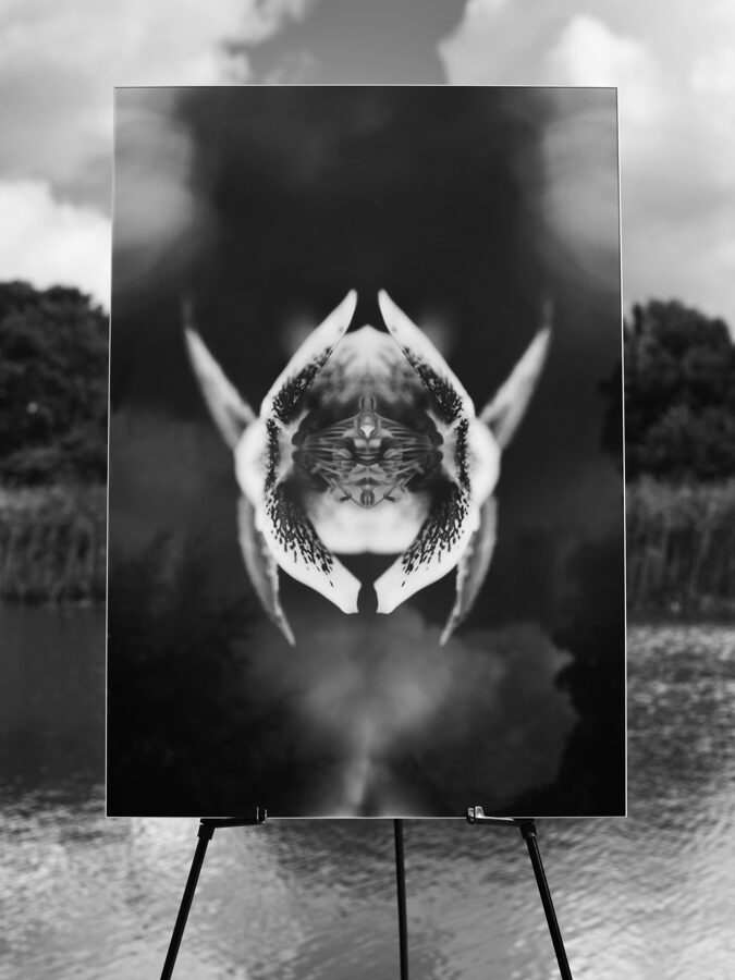 X-RAY FISH - Hampstead (framed print)